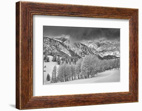 Evergreens and Aspen Trees in a Snow Storm Near Gobbler's Knob, Utah-Howie Garber-Framed Photographic Print