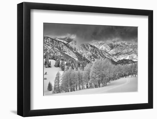 Evergreens and Aspen Trees in a Snow Storm Near Gobbler's Knob, Utah-Howie Garber-Framed Photographic Print