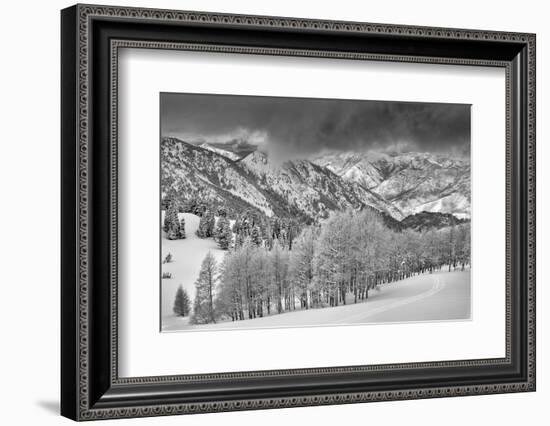 Evergreens and Aspen Trees in a Snow Storm Near Gobbler's Knob, Utah-Howie Garber-Framed Photographic Print