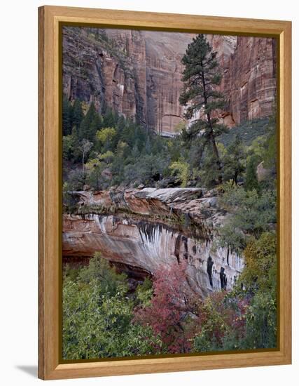 Evergreens, Red Maples, and Red Rock on the Emerald Pools Trail, Zion National Park, Utah, USA-James Hager-Framed Premier Image Canvas