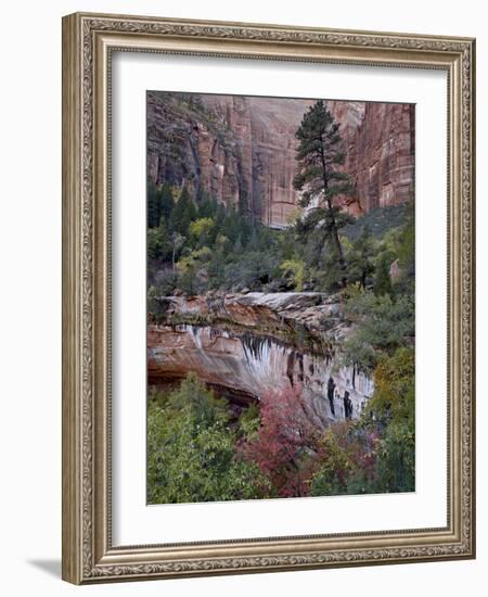 Evergreens, Red Maples, and Red Rock on the Emerald Pools Trail, Zion National Park, Utah, USA-James Hager-Framed Photographic Print