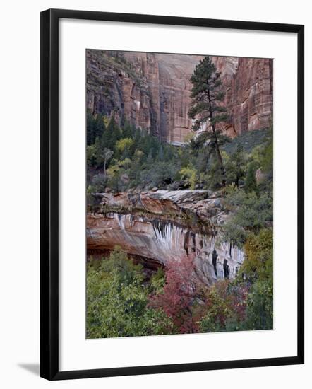 Evergreens, Red Maples, and Red Rock on the Emerald Pools Trail, Zion National Park, Utah, USA-James Hager-Framed Photographic Print