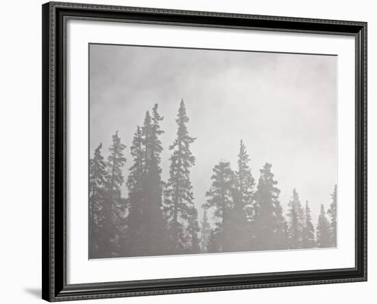 Evergreens Surrounded by Fog, Jasper National Park, UNESCO World Heritage Site, Alberta, Canada-James Hager-Framed Photographic Print