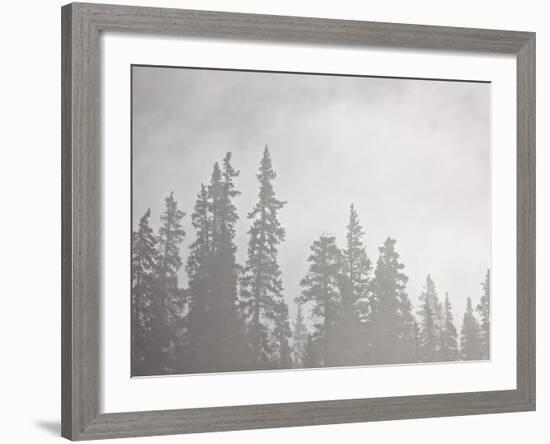 Evergreens Surrounded by Fog, Jasper National Park, UNESCO World Heritage Site, Alberta, Canada-James Hager-Framed Photographic Print