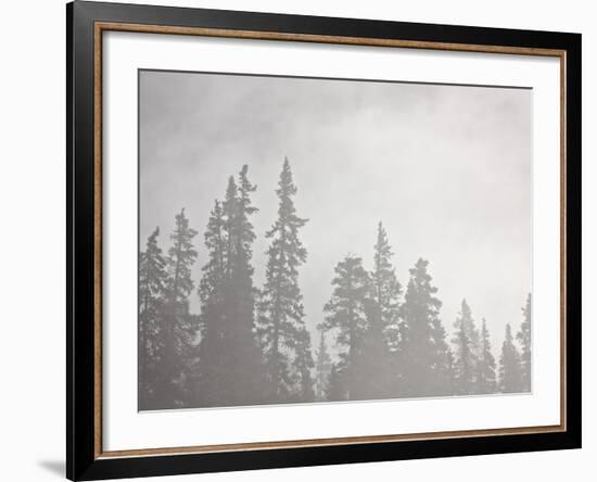 Evergreens Surrounded by Fog, Jasper National Park, UNESCO World Heritage Site, Alberta, Canada-James Hager-Framed Photographic Print