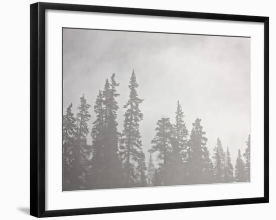 Evergreens Surrounded by Fog, Jasper National Park, UNESCO World Heritage Site, Alberta, Canada-James Hager-Framed Photographic Print