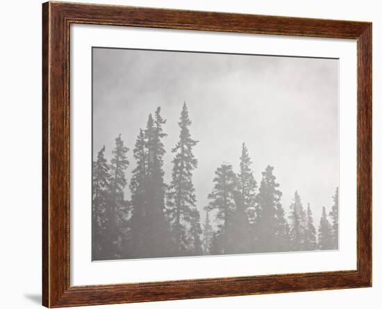 Evergreens Surrounded by Fog, Jasper National Park, UNESCO World Heritage Site, Alberta, Canada-James Hager-Framed Photographic Print