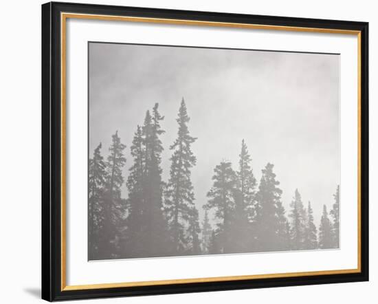 Evergreens Surrounded by Fog, Jasper National Park, UNESCO World Heritage Site, Alberta, Canada-James Hager-Framed Photographic Print