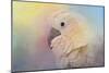 Every Day Is Colorful Umbrella Cockatoo-Jai Johnson-Mounted Giclee Print