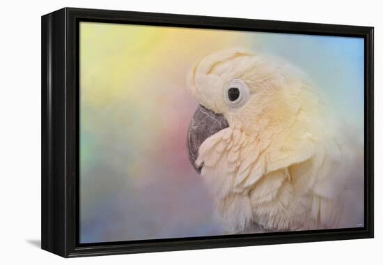 Every Day Is Colorful Umbrella Cockatoo-Jai Johnson-Framed Premier Image Canvas