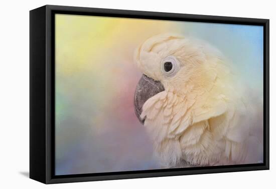 Every Day Is Colorful Umbrella Cockatoo-Jai Johnson-Framed Premier Image Canvas