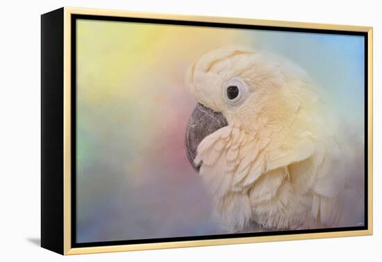 Every Day Is Colorful Umbrella Cockatoo-Jai Johnson-Framed Premier Image Canvas