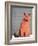 Everybody wants to be a cat-Anne Storno-Framed Giclee Print