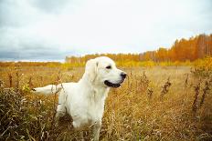 Young Golden Retriever for a Walk in Nature. Dog Breed Labrador Outdoors.-Evgeny Bakharev-Premier Image Canvas