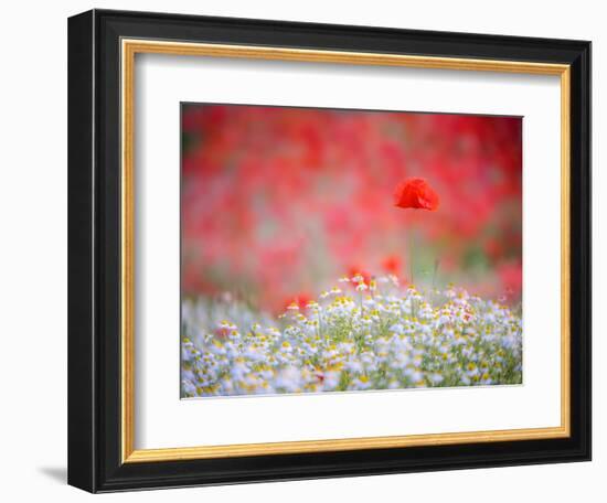 Evidence-Marco Carmassi-Framed Photographic Print