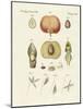 Evolution and Reproduction of Plants and Sleep of the Leaves-null-Mounted Giclee Print