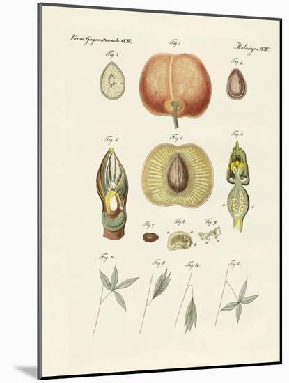 Evolution and Reproduction of Plants and Sleep of the Leaves-null-Mounted Giclee Print