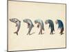 Evolution of Fish into Old Man, c. 1870-Science Source-Mounted Giclee Print