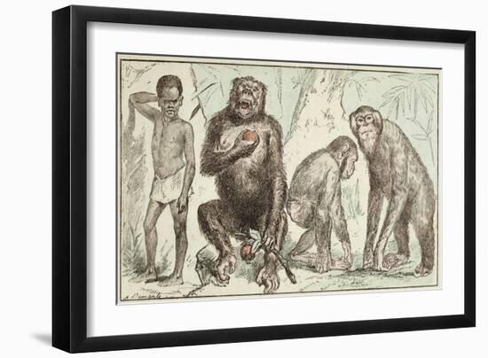 Evolution of Man from Mammals, from "La Creation Naturelle Et Les Etres Vivants"-A. Demarle-Framed Giclee Print