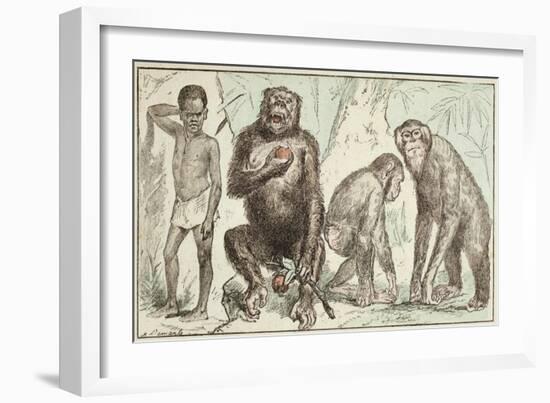 Evolution of Man from Mammals, from "La Creation Naturelle Et Les Etres Vivants"-A. Demarle-Framed Giclee Print