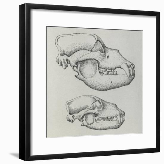 Evolution of Shape of Bear's Skull (Ursus Sp)-null-Framed Giclee Print