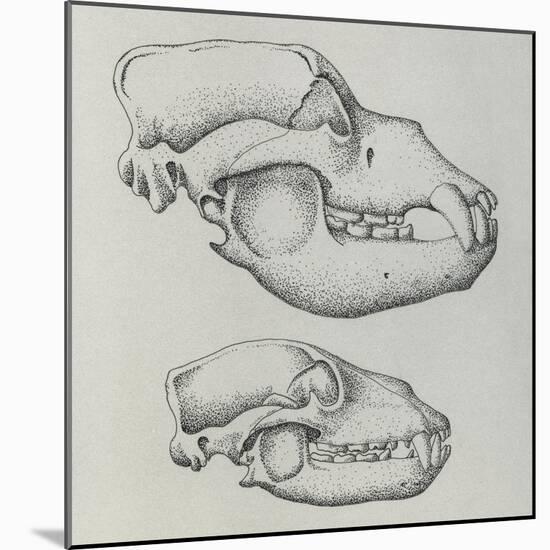 Evolution of Shape of Bear's Skull (Ursus Sp)-null-Mounted Giclee Print