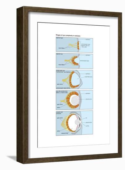 Evolution of the Eye in Mollusks.-Encyclopaedia Britannica-Framed Art Print