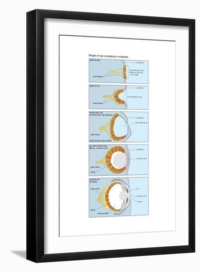 Evolution of the Eye in Mollusks.-Encyclopaedia Britannica-Framed Art Print