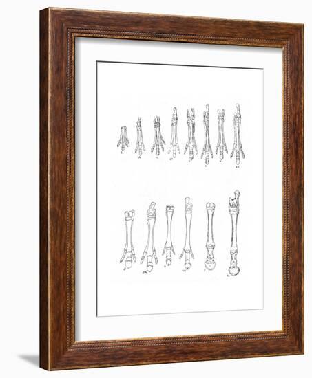 Evolution of the Horse, C1920-null-Framed Giclee Print