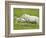 Ewe and lambs-Kevin Schafer-Framed Photographic Print