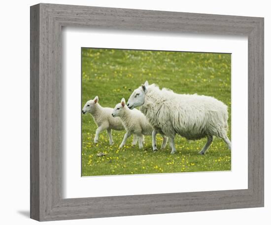 Ewe and lambs-Kevin Schafer-Framed Photographic Print