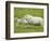 Ewe and lambs-Kevin Schafer-Framed Photographic Print