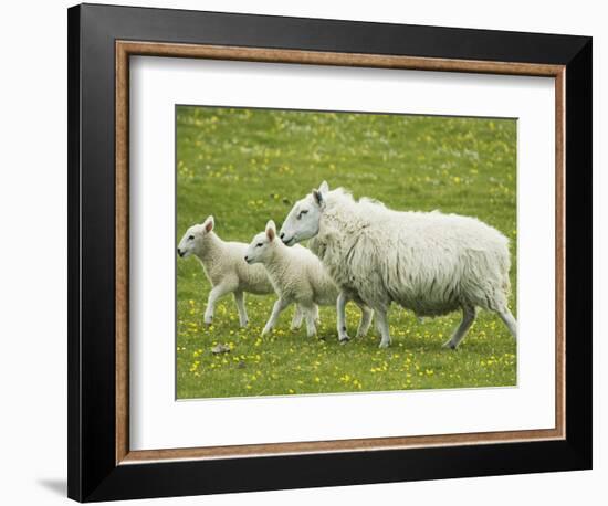 Ewe and lambs-Kevin Schafer-Framed Photographic Print