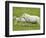 Ewe and lambs-Kevin Schafer-Framed Photographic Print