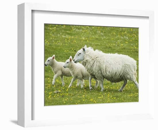 Ewe and lambs-Kevin Schafer-Framed Photographic Print