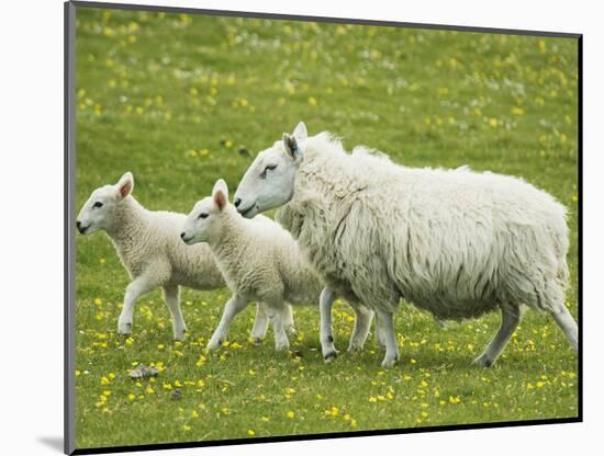Ewe and lambs-Kevin Schafer-Mounted Photographic Print