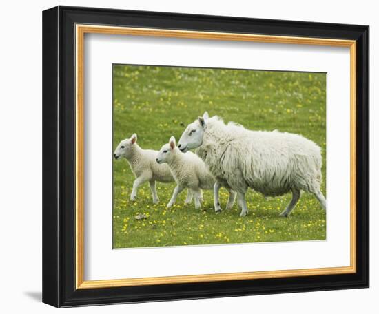 Ewe and lambs-Kevin Schafer-Framed Photographic Print