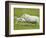 Ewe and lambs-Kevin Schafer-Framed Photographic Print