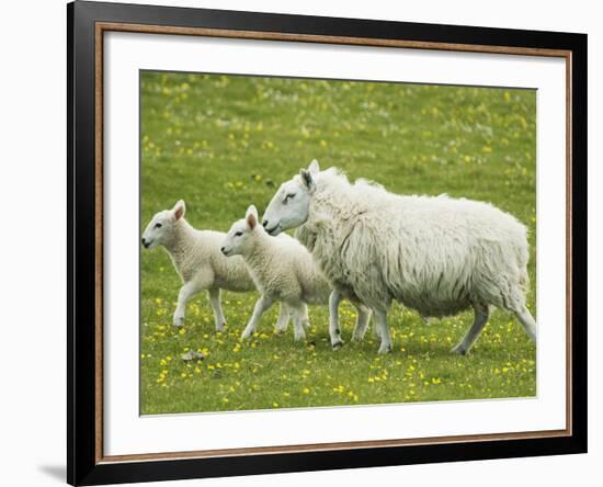 Ewe and lambs-Kevin Schafer-Framed Photographic Print