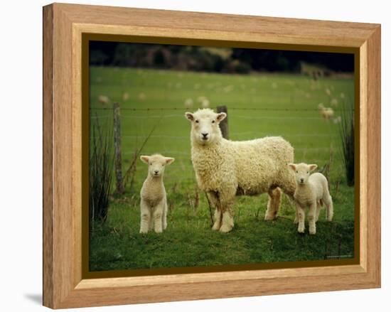 Ewe and Twin Lambs on Sheep Farm, Marlborough, South Island, New Zealand-Julia Thorne-Framed Premier Image Canvas