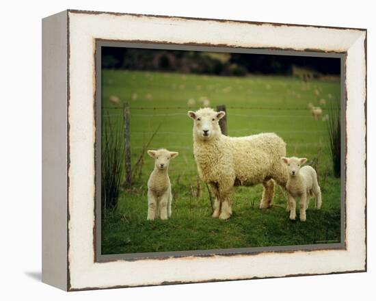 Ewe and Twin Lambs on Sheep Farm, Marlborough, South Island, New Zealand-Julia Thorne-Framed Premier Image Canvas