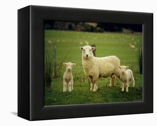 Ewe and Twin Lambs on Sheep Farm, Marlborough, South Island, New Zealand-Julia Thorne-Framed Premier Image Canvas