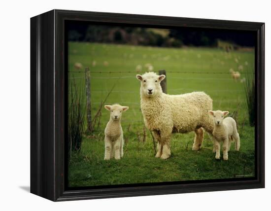 Ewe and Twin Lambs on Sheep Farm, Marlborough, South Island, New Zealand-Julia Thorne-Framed Premier Image Canvas