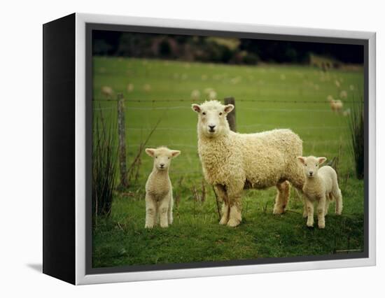 Ewe and Twin Lambs on Sheep Farm, Marlborough, South Island, New Zealand-Julia Thorne-Framed Premier Image Canvas