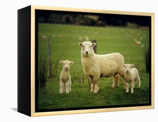 Ewe and Twin Lambs on Sheep Farm, Marlborough, South Island, New Zealand-Julia Thorne-Framed Premier Image Canvas