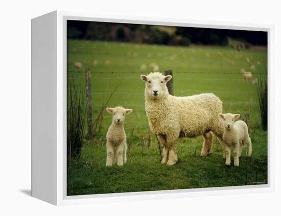 Ewe and Twin Lambs on Sheep Farm, Marlborough, South Island, New Zealand-Julia Thorne-Framed Premier Image Canvas