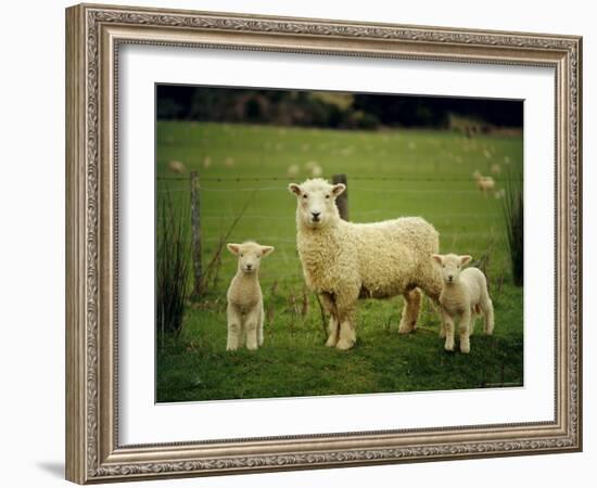 Ewe and Twin Lambs on Sheep Farm, Marlborough, South Island, New Zealand-Julia Thorne-Framed Photographic Print