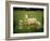 Ewe and Twin Lambs on Sheep Farm, Marlborough, South Island, New Zealand-Julia Thorne-Framed Photographic Print