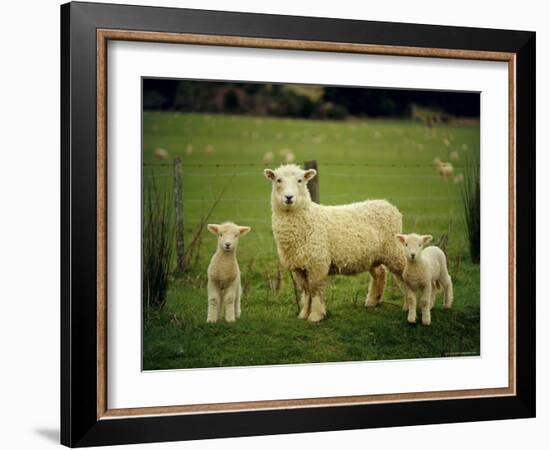 Ewe and Twin Lambs on Sheep Farm, Marlborough, South Island, New Zealand-Julia Thorne-Framed Photographic Print