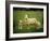 Ewe and Twin Lambs on Sheep Farm, Marlborough, South Island, New Zealand-Julia Thorne-Framed Photographic Print